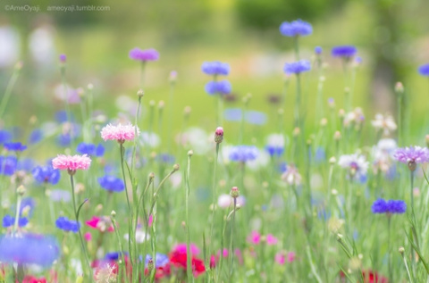 優しく…の画像