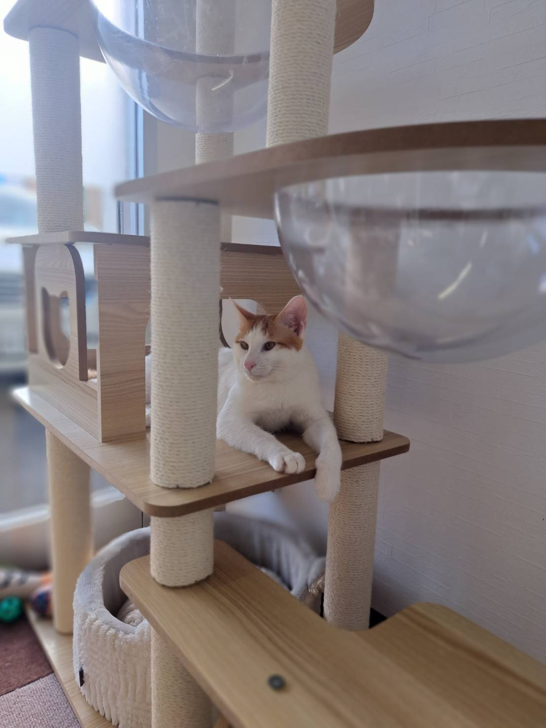 今日のネコの画像
