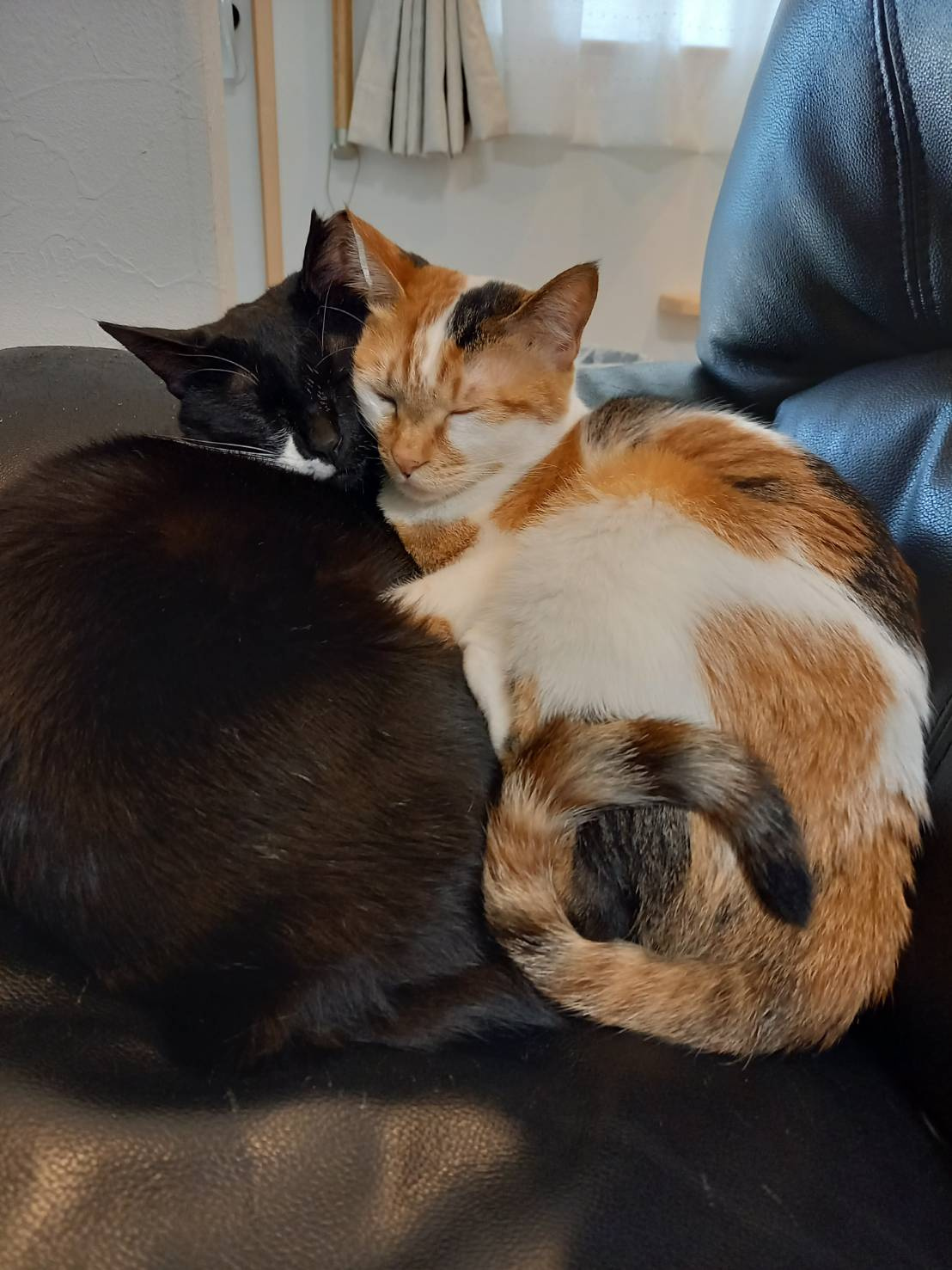 今日のねこの画像