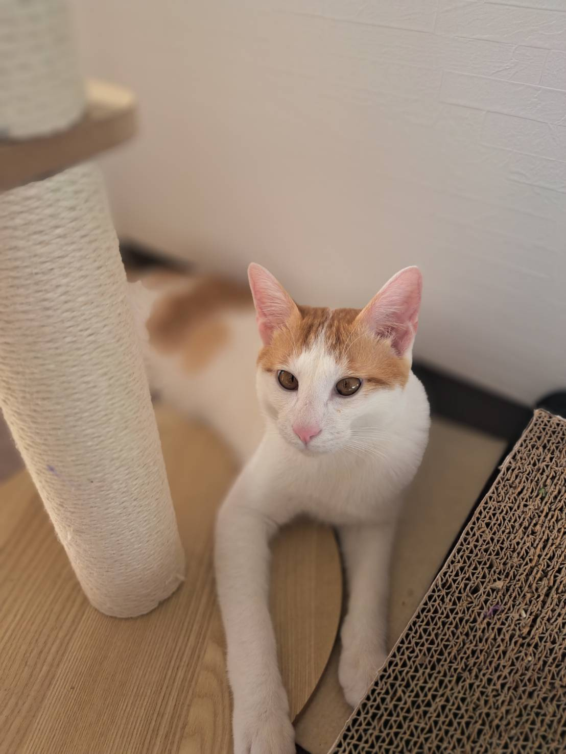 今日のねこの画像