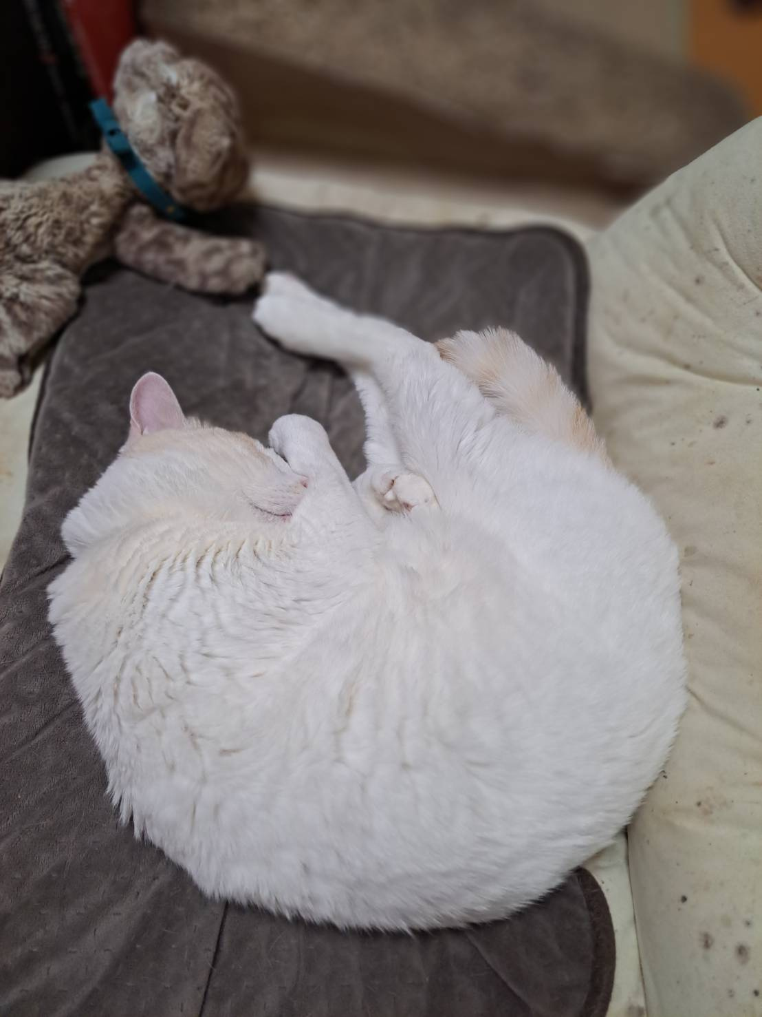 今日のねこの画像
