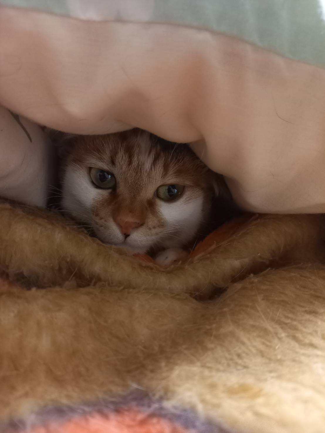 今日のねこの画像