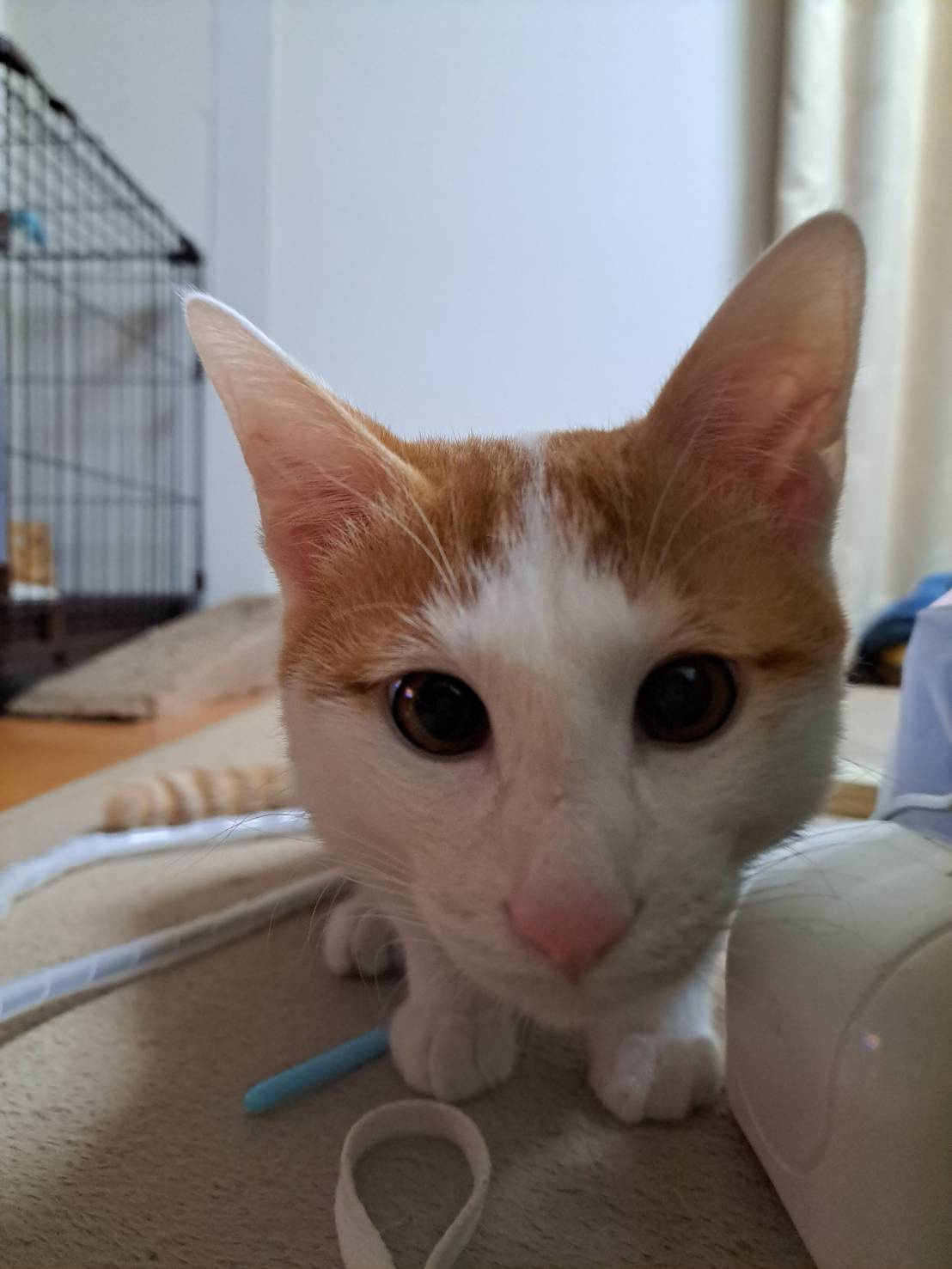 今日のねこの画像