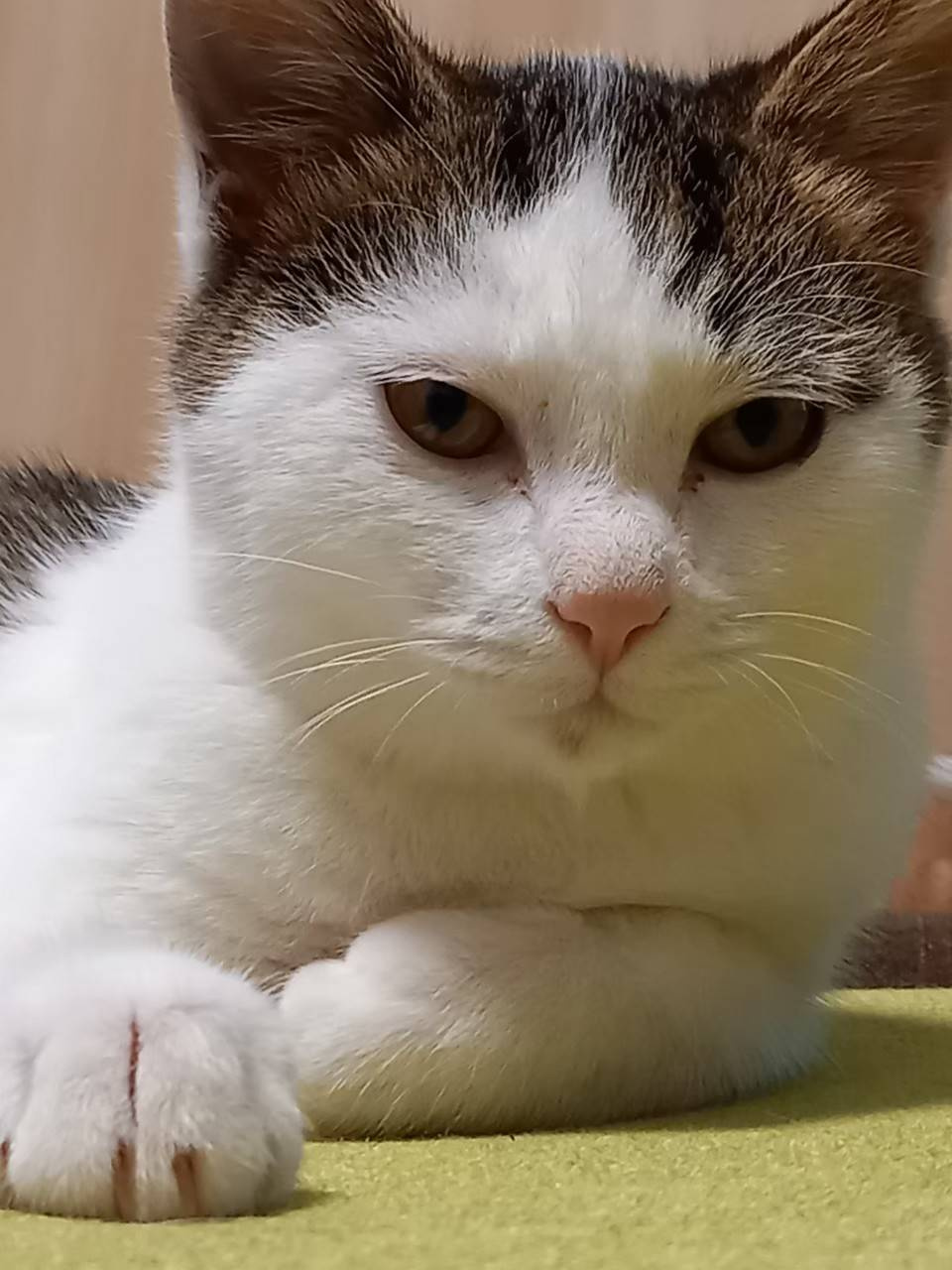 今日のねこの画像