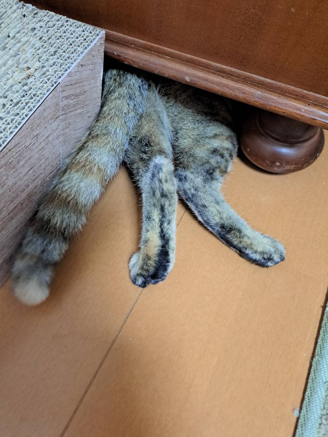 今日のねこの画像