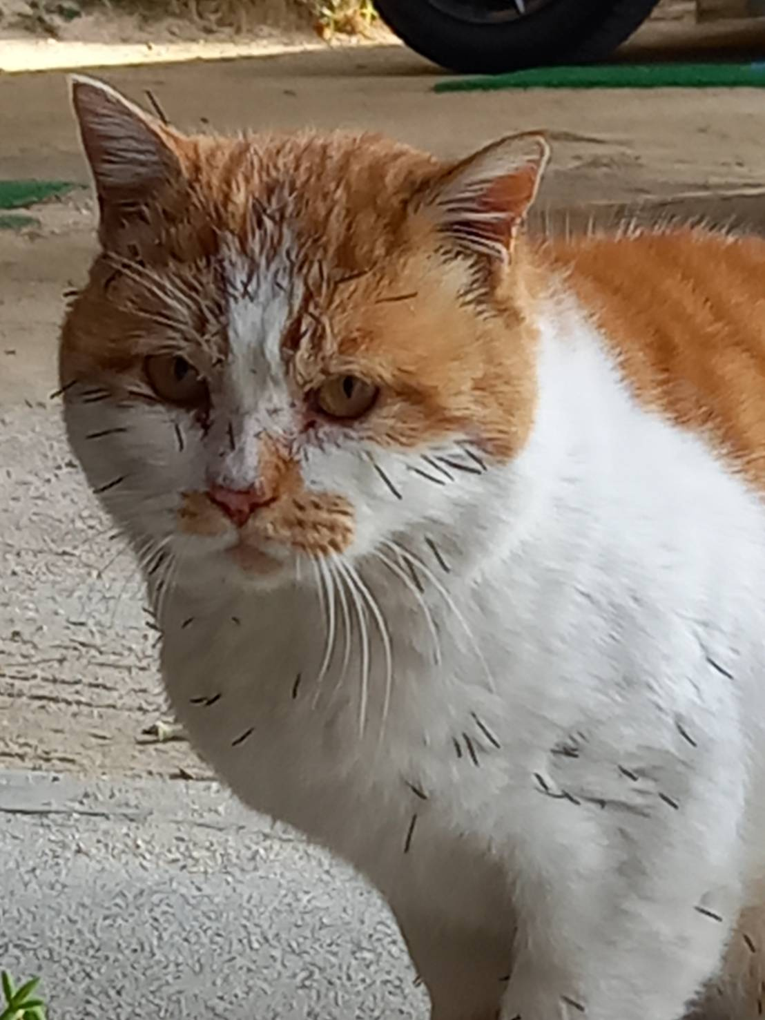今日のねこの画像