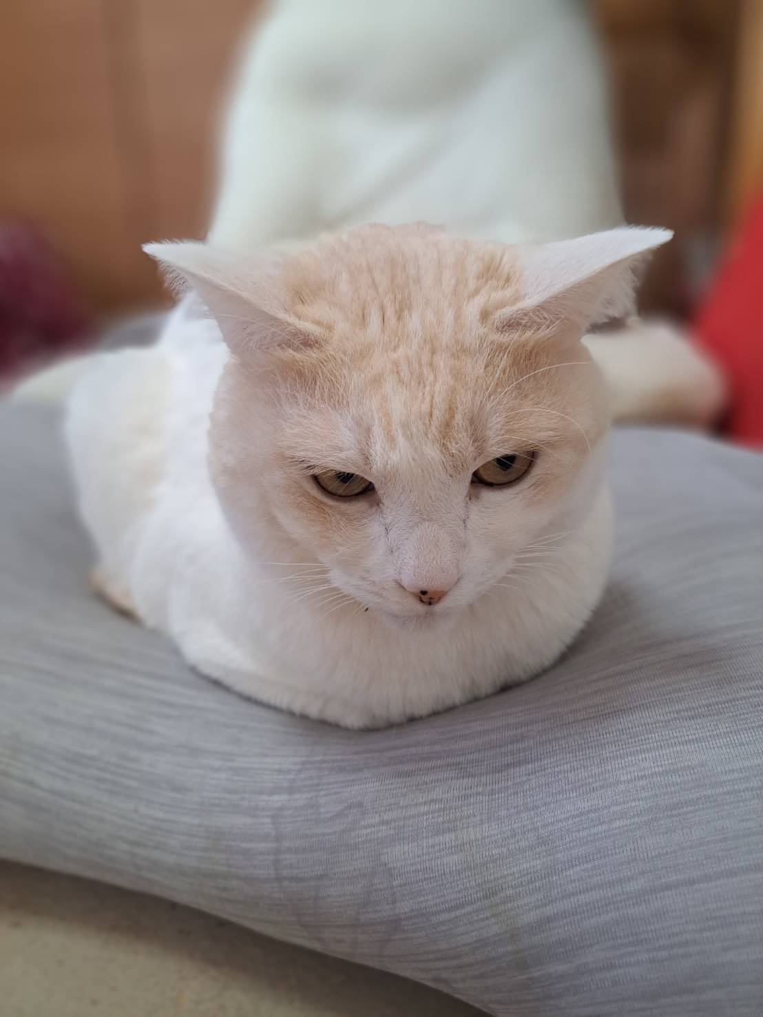今日のネコの画像