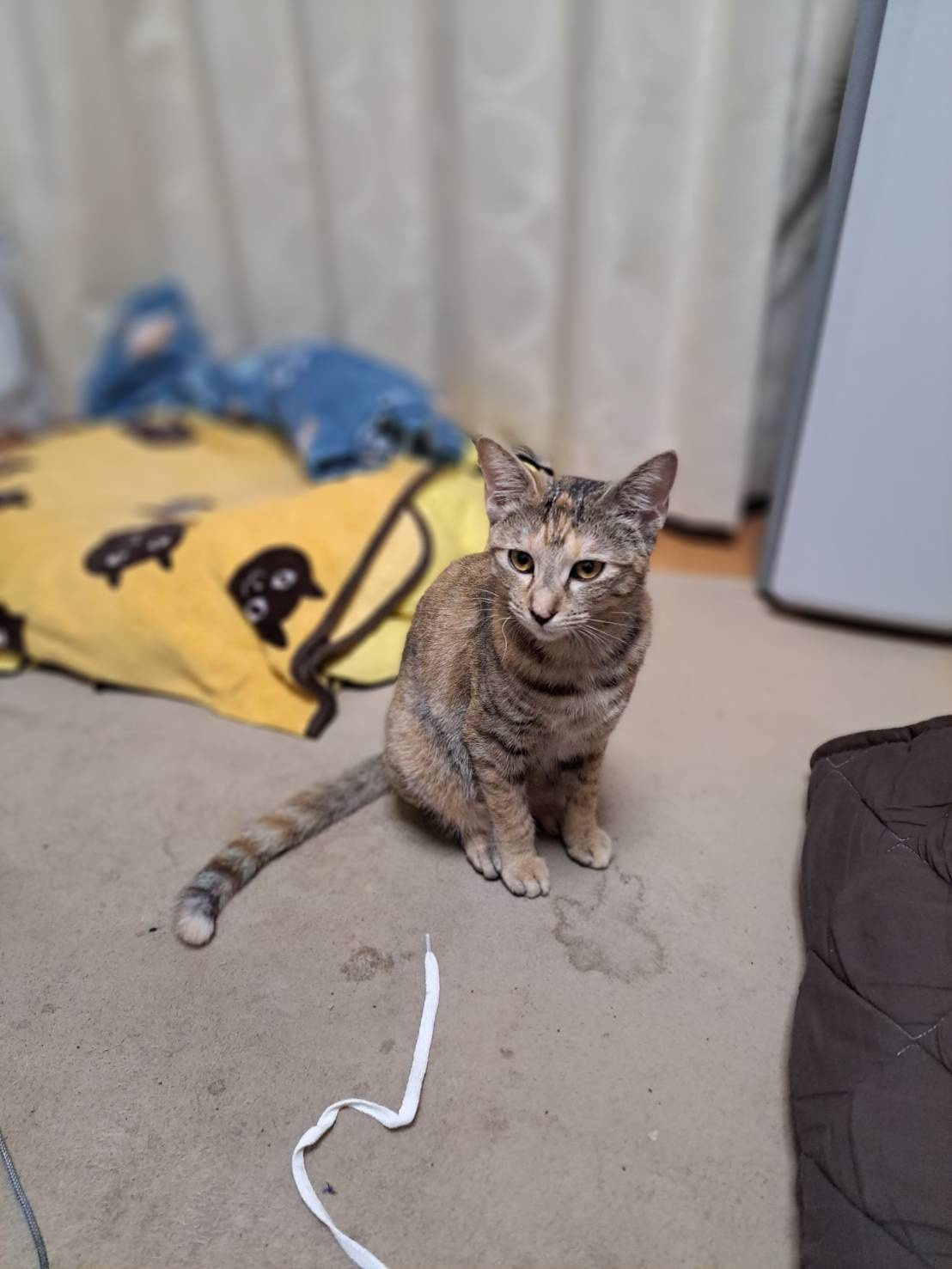 今日のねこの画像