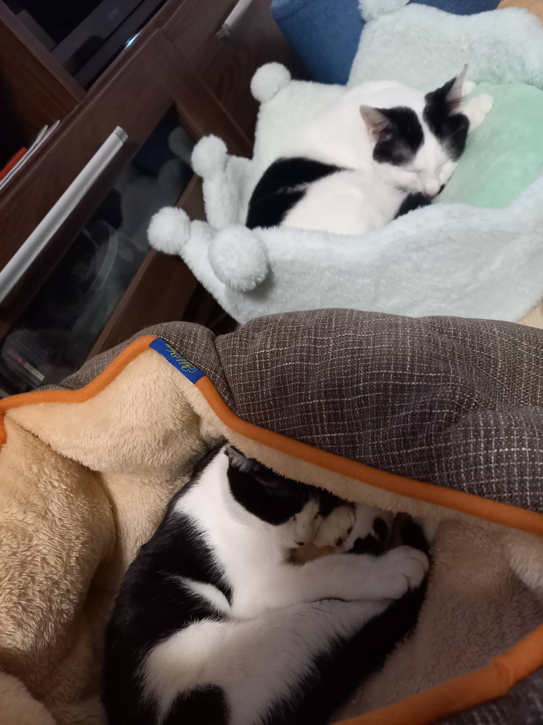 今日のねこの画像