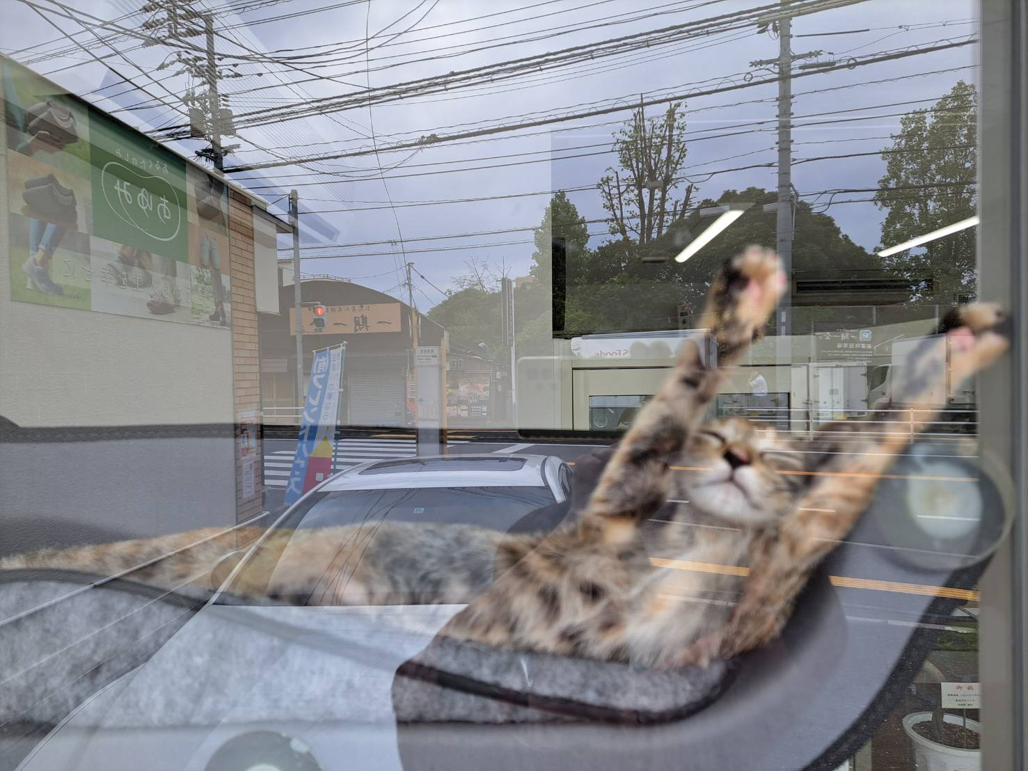 今日のねこの画像