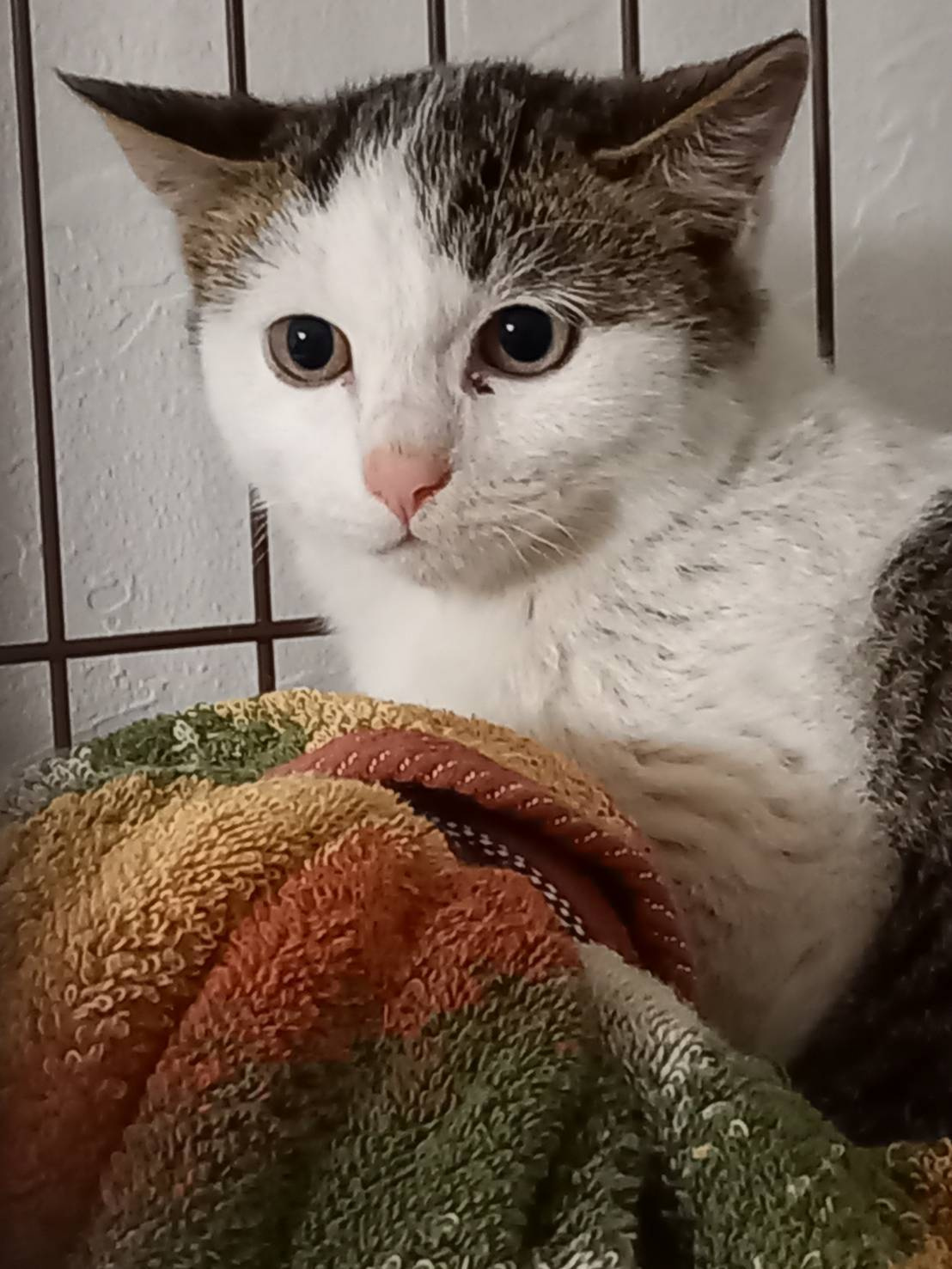 今日のねこの画像