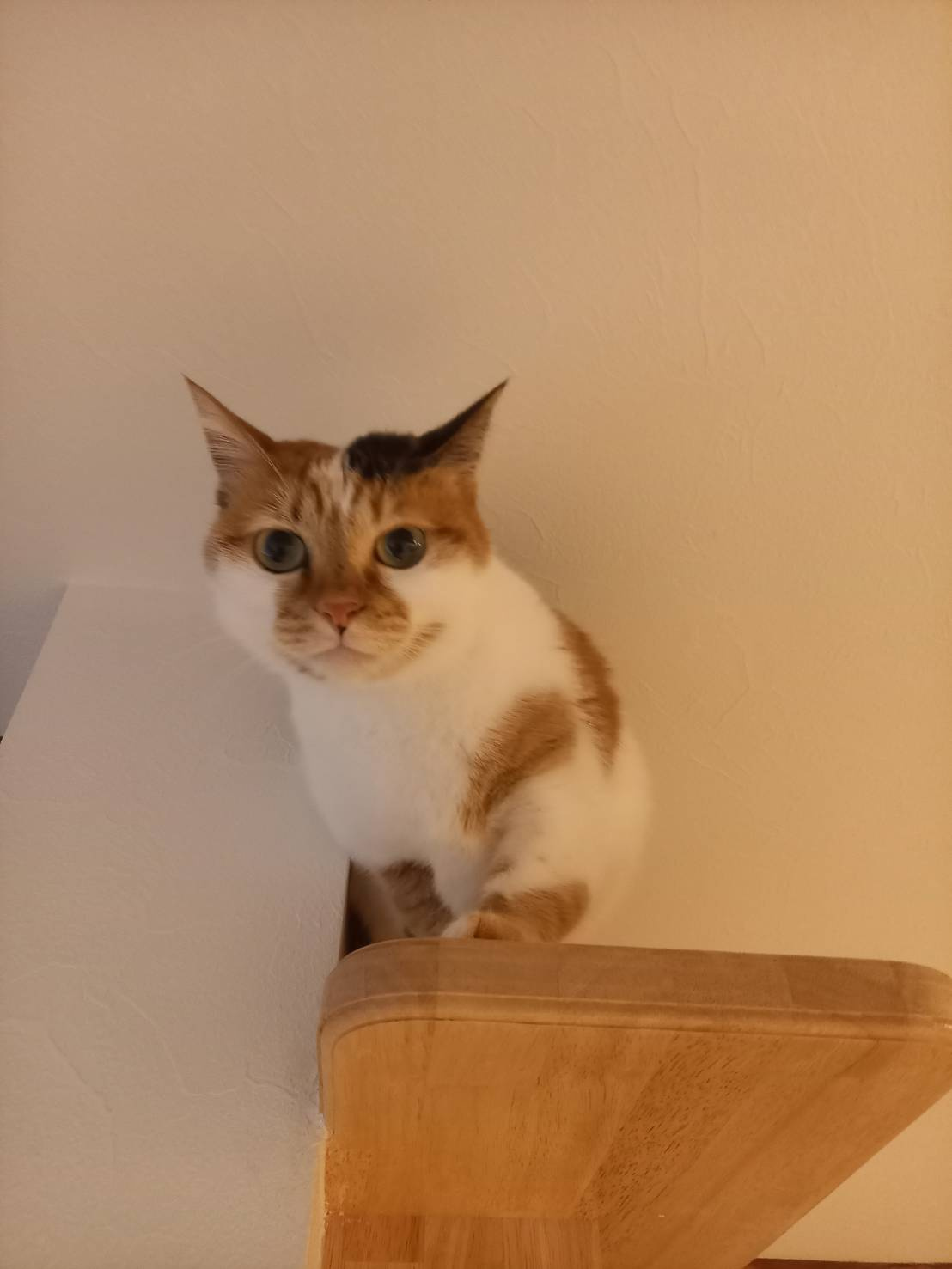 本日のねこの画像