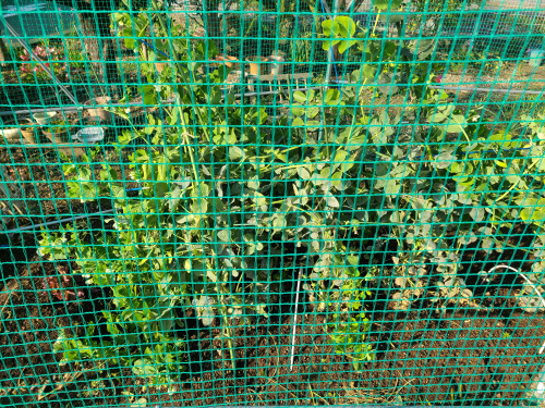 夫婦共作の家庭菜園の画像