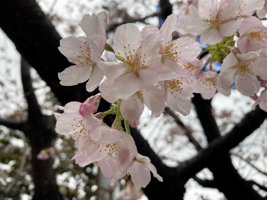 強い雨風で玉縄桜が散ってしまうよ！　【ホームメイトFC大船駅...の画像