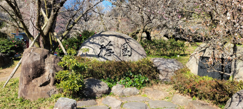 梅祭りの魅力：春を彩る日本の花の祝祭の画像