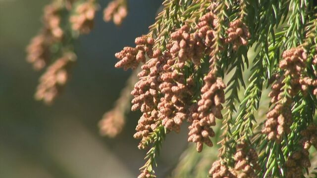 花粉の時期が到来した模様です。の画像