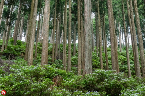 お見事！コアジサイ群生地の画像