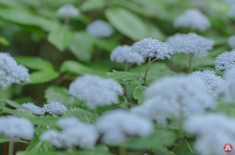 コアジサイの画像