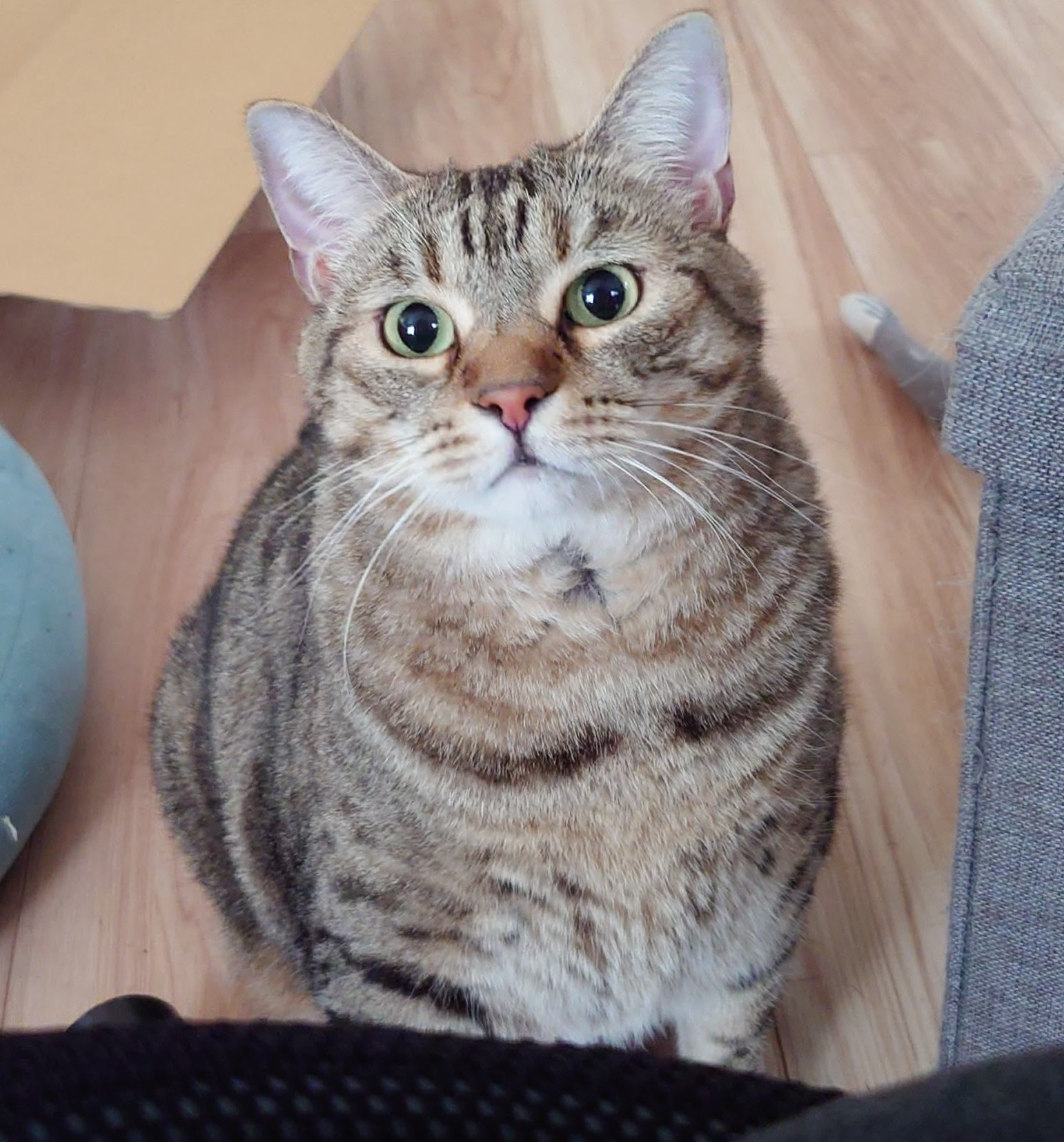 ２月２２日は猫の日の画像