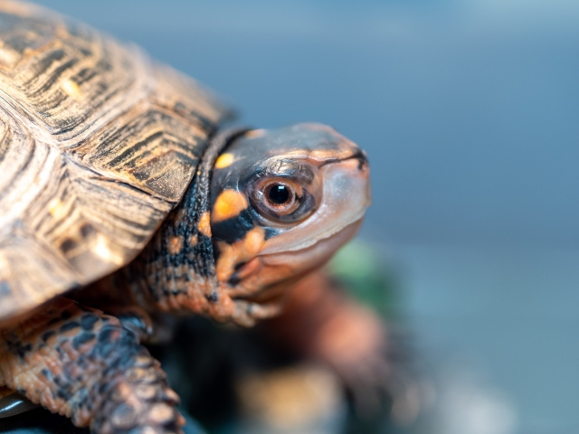 ペット可の賃貸物件なら爬虫類も飼育できる？脱走対策についても...の画像