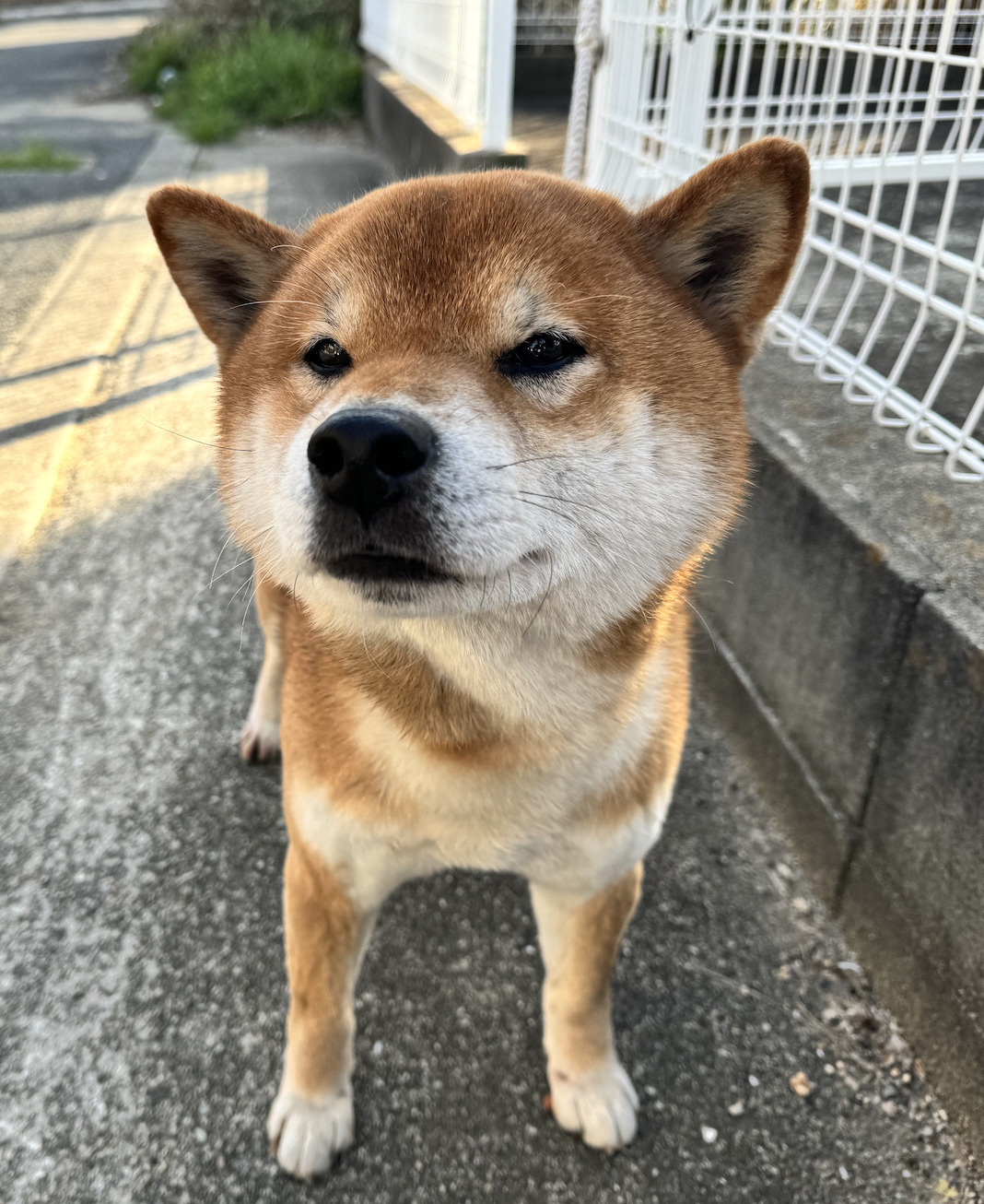 ★内閣総理大臣賞のワンちゃん★の画像