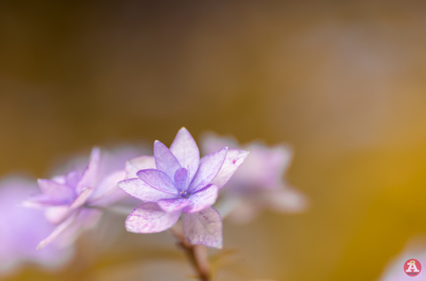 紫陽花物語の画像