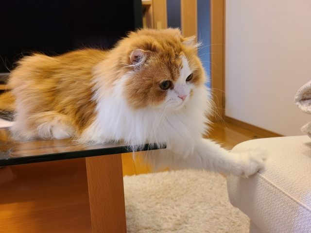 ペット可の賃貸物件で起こりやすいトラブルとは？対策についても...の画像