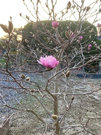 「こぶしの花」の画像