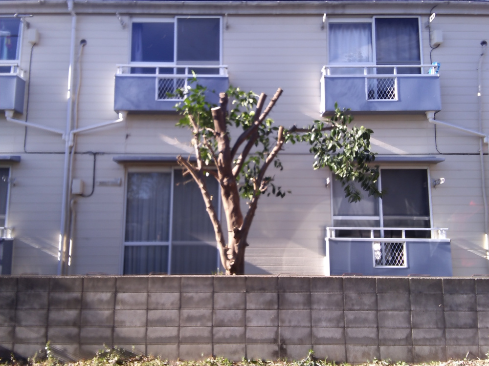 「植栽剪定」の画像