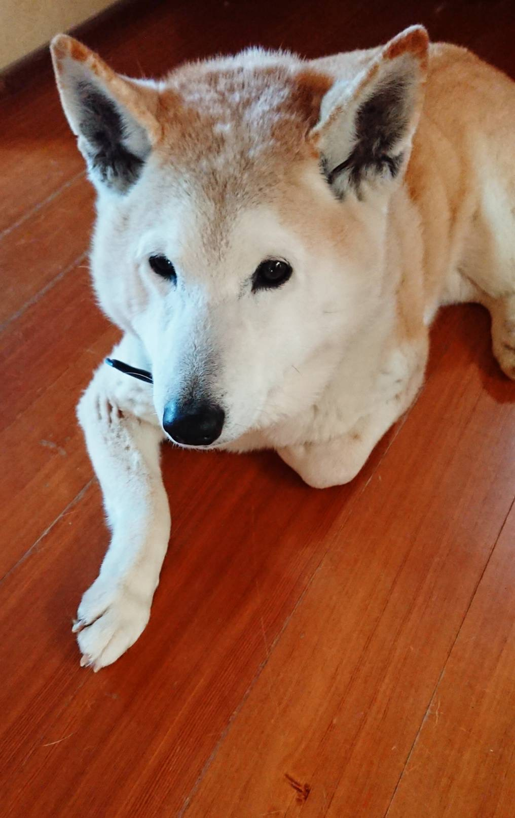 犬から買主への10のお願いの画像