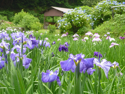 奈良県イベント情報♪柳生花しょうぶ園♪の画像