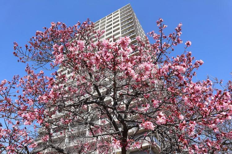 多摩地区の不動産購入に関しての画像