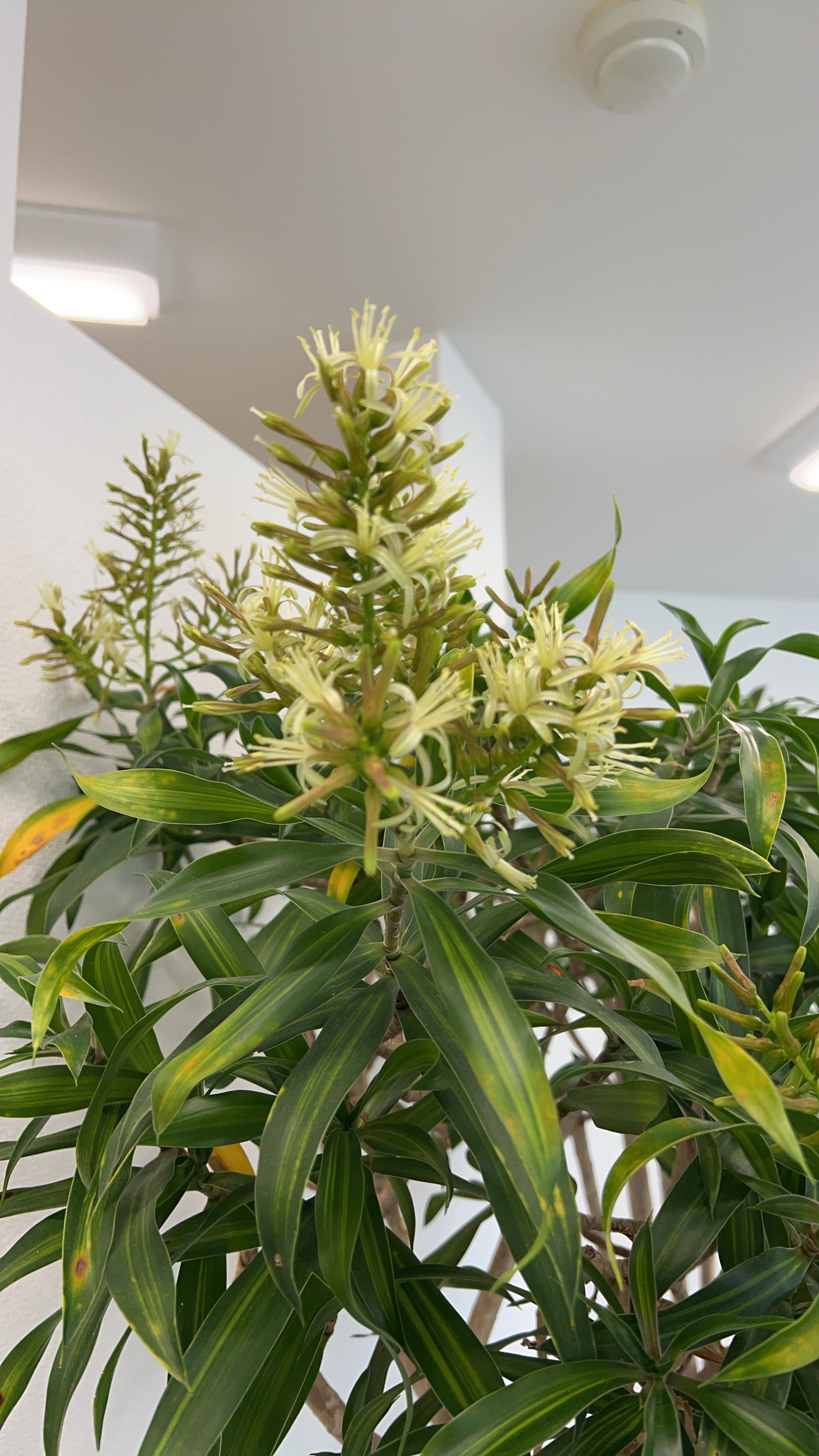 花が咲きましたの画像