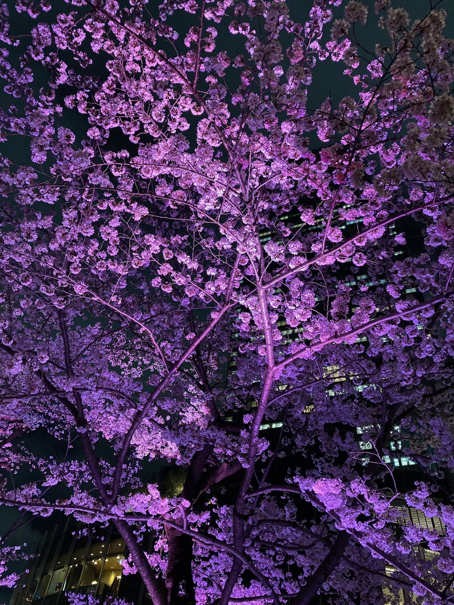 桜満開祈願＊物件紹介も必見です！の画像