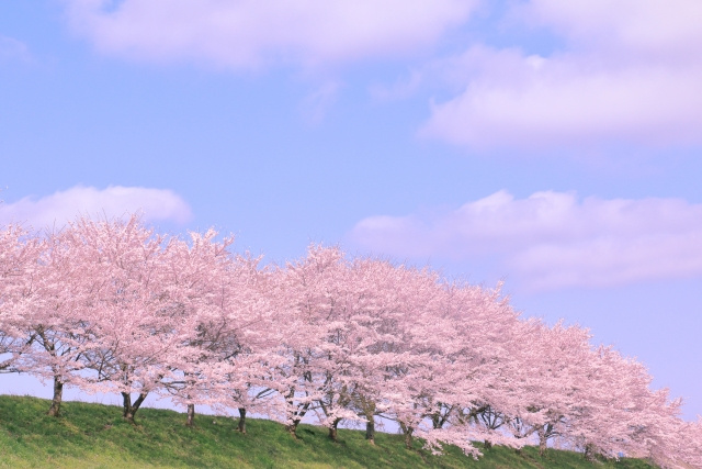 桜の開花予想の画像
