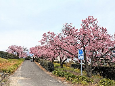砥部町『赤坂泉』でお花見の画像
