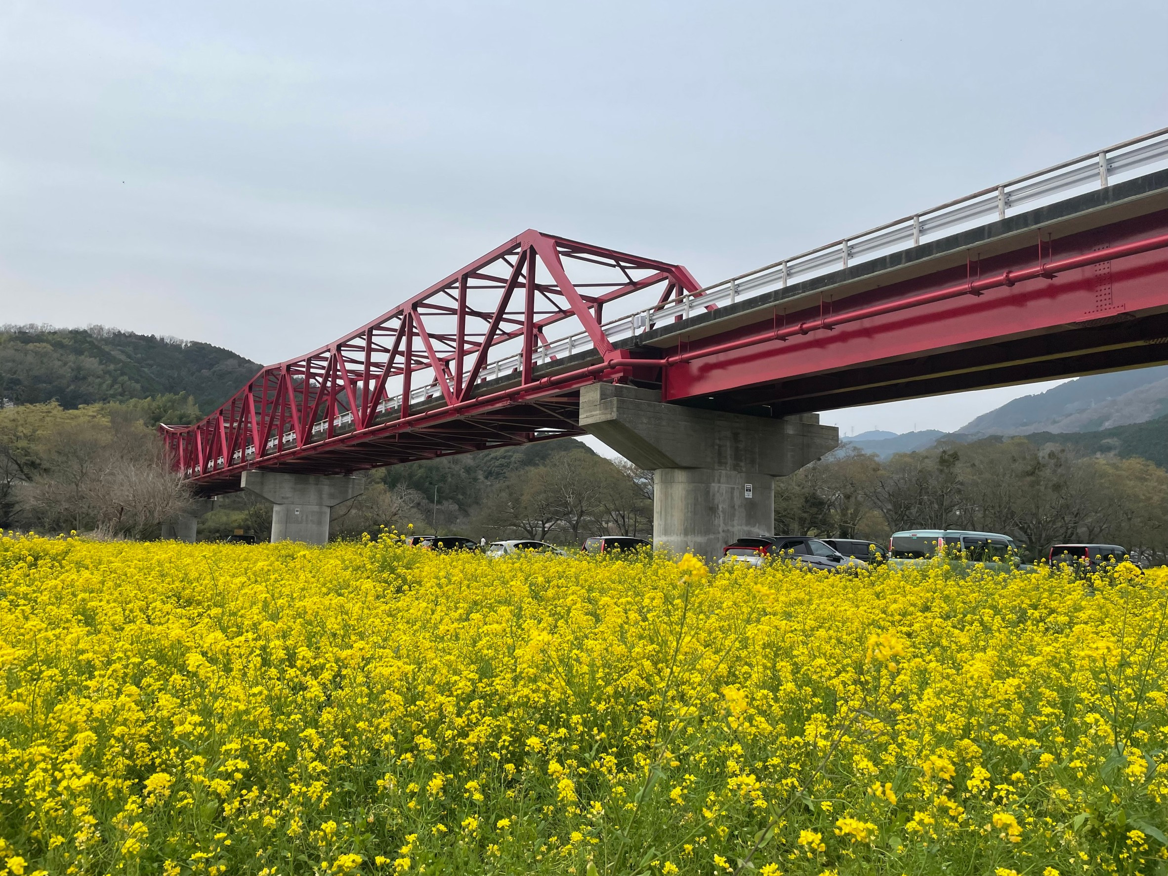 大洲市五郎の菜の花畑満開ですの画像