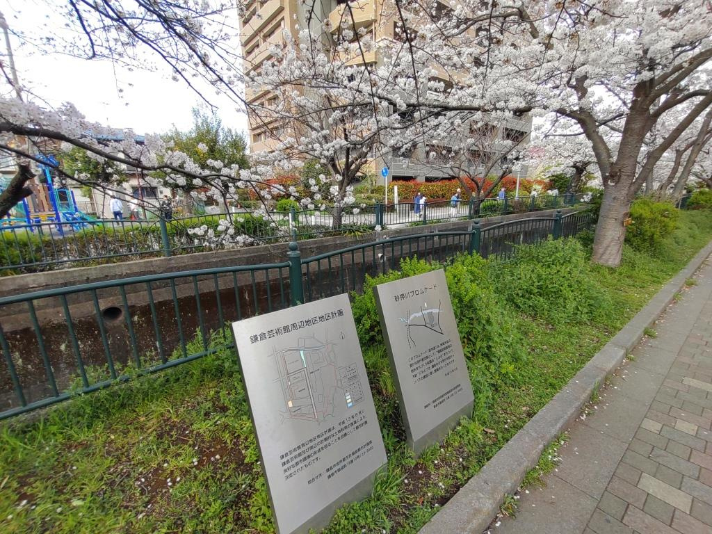 2024 砂押川プロムナードの桜｜鎌倉市　【ホームメイトFC...の画像
