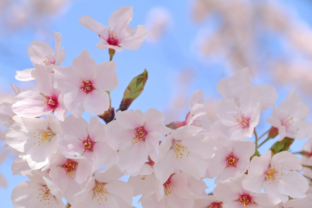 松山市堀之内の城山公園のさくら広場へ行ってきました！お花見の...の画像