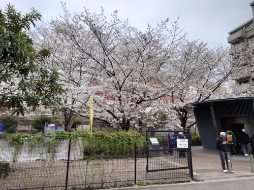 桜の画像