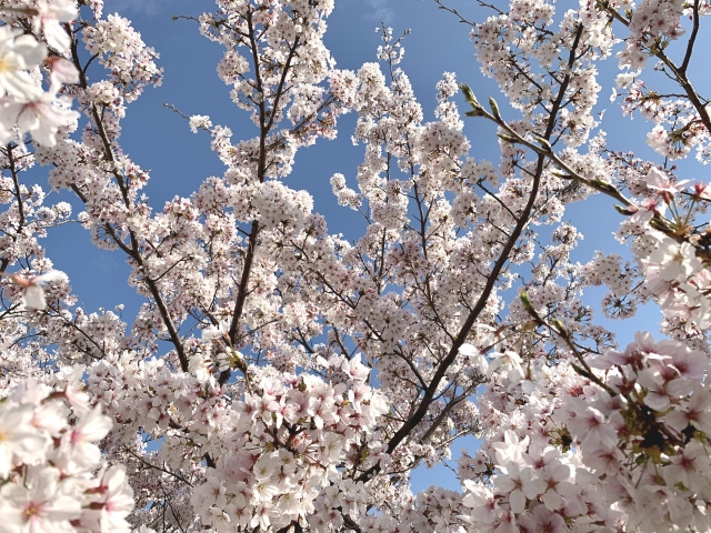 春を感じるブログ投稿にほっこりしますね♪の画像