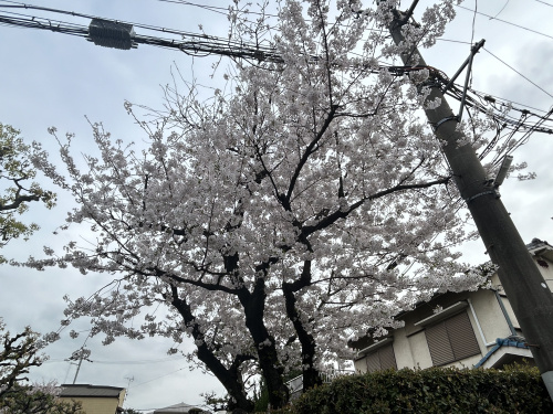 桜の画像