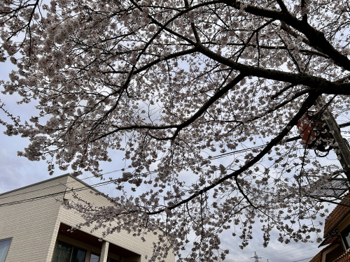 桜咲く　&　my N-VANの画像