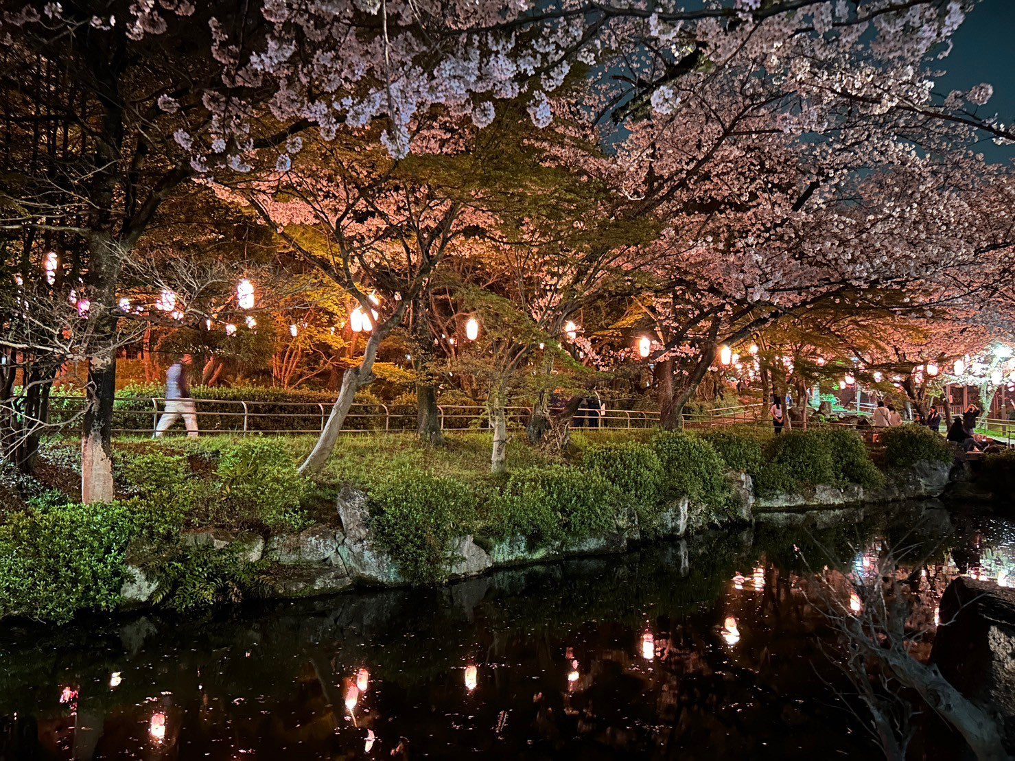 大山緑地公園の千本桜の画像