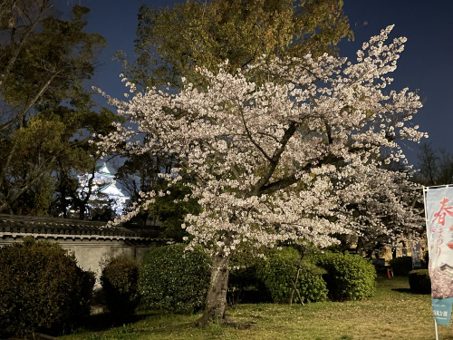 夜桜の画像