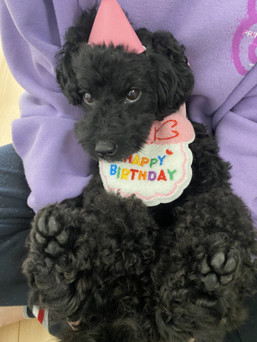 うちの子の誕生日の画像