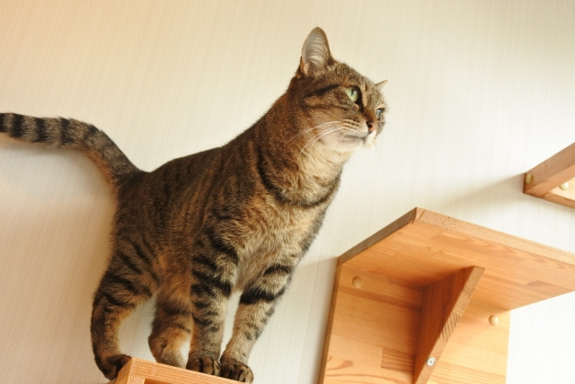 賃貸でキャットウォークをDIY！作り方や注意したいポイントに...の画像
