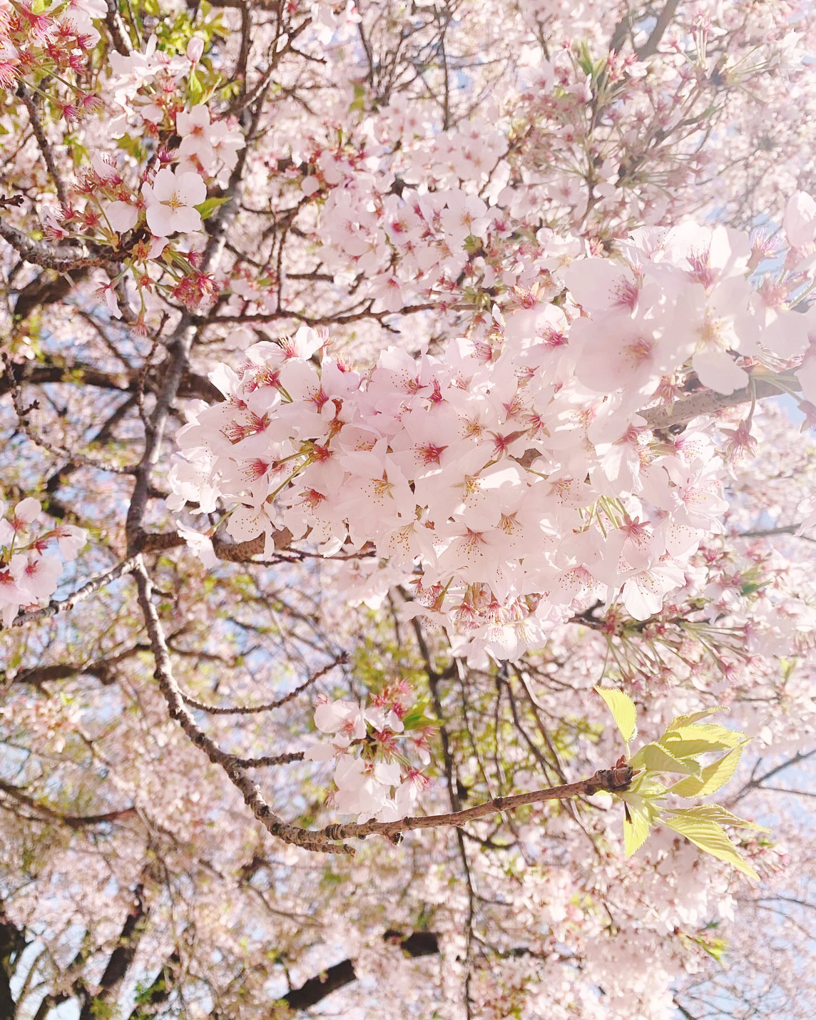 期限切れの宝くじは確認する派ですか！？の画像