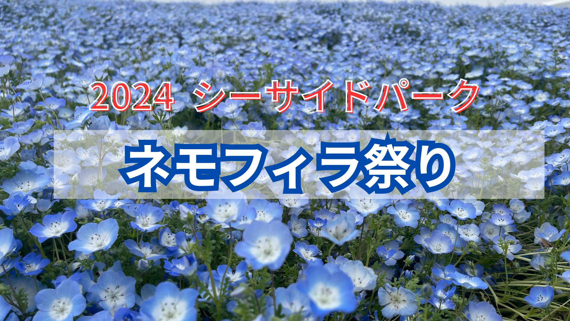 2024　シーサイドパーク　ネモフィラ祭りに行ってきましたの画像