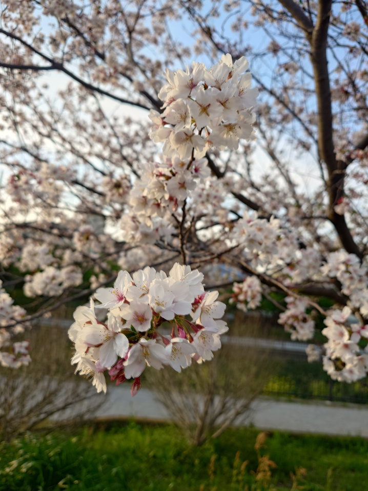 桜の画像